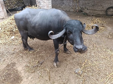 ભેંસ વેચી દેવાની છે
9265161968