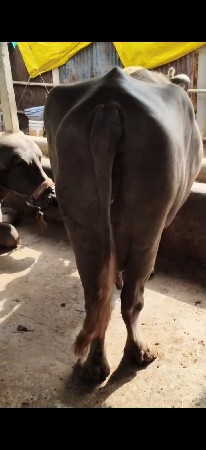 ભેંસ વેચવાની છે