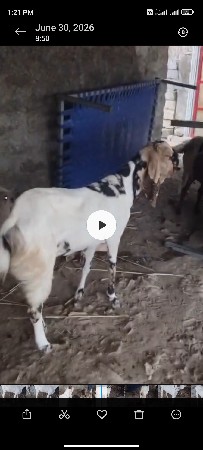 ORIJNAL TOTAPURI BAKRI