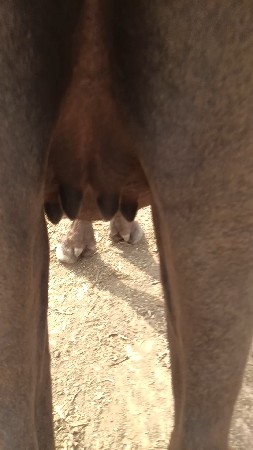 પેલું વેતર છે