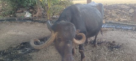 ભેંસ વેચવાની છે