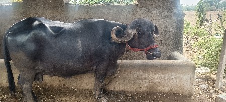 એકાઉન્ટો ભેંસ એક પાડો