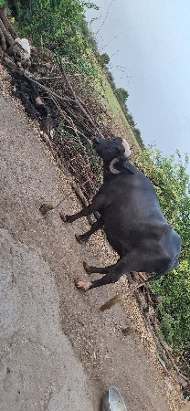 ભેંસ વેચવાની છે.