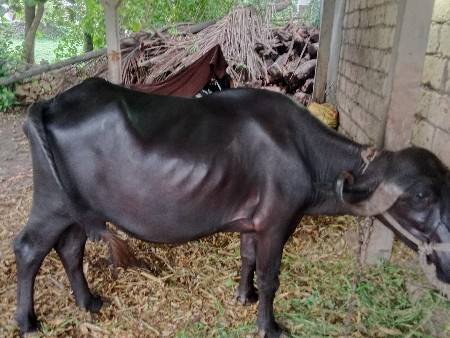 બીજા વેતરમાં આગલા વેતરમાં 6 લીટર