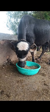 અઢી ત્રણ મહિનાની કાચી...