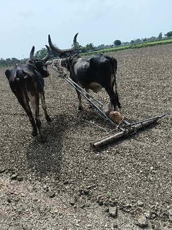 બળધુ વેચવાના છે