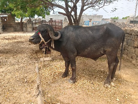 જવાબદારીથી પાડો દેવાનો છે