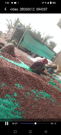 G20  બિયારણ