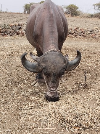 ભેંશ