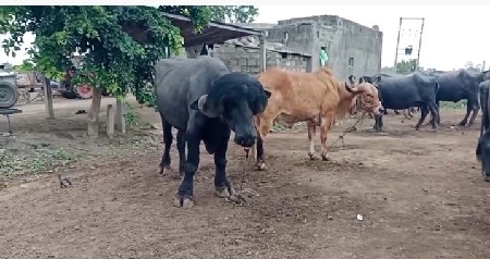 આ પાડો વેચવાનો છે