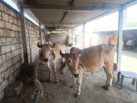 વેચવાના છે