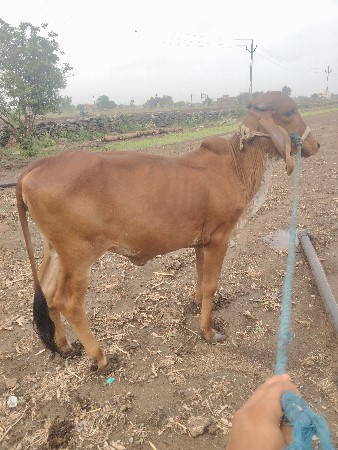 વાછડી વેચવાની છે