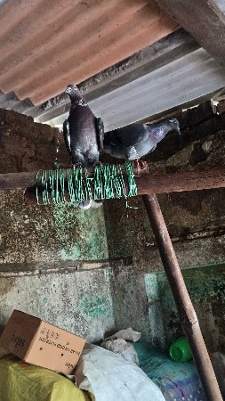 1જોડીછેજેનેલીવીહોતેફોનકરે