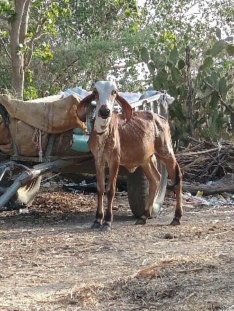 ગીર વાછડી