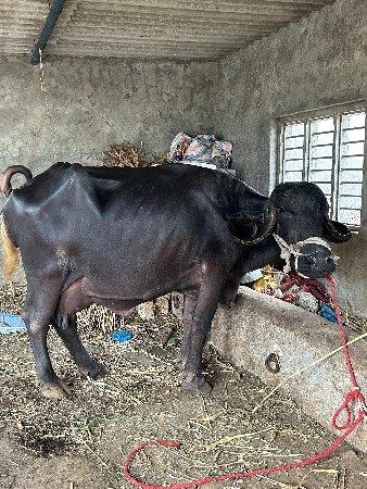 ભેંશ વેચવાની છે