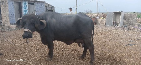 આ ભેંસ વેચવાની છે 
૧૦ દિવસ કાચી