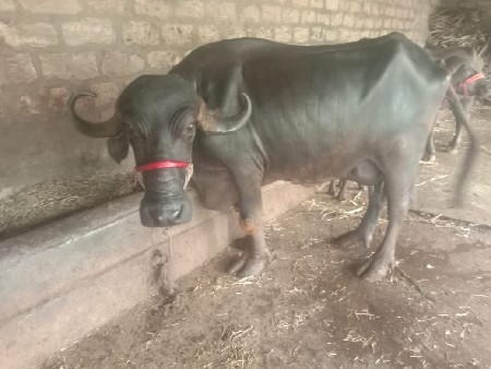 ભેંસ વેચવાની છે