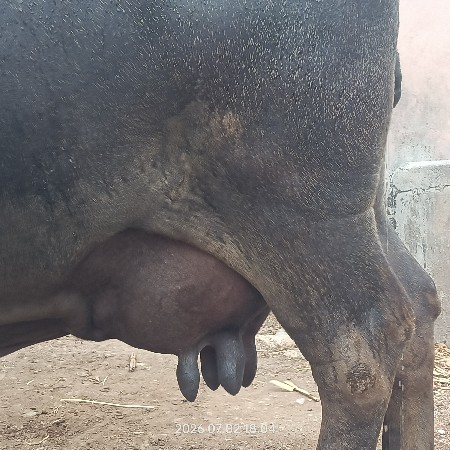 ભેસ