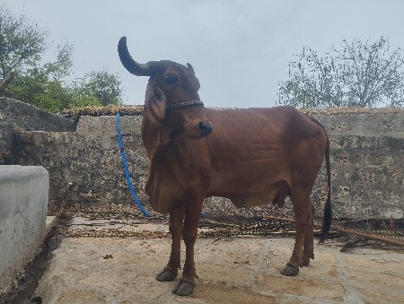 ગીર ગાય વેચવાની છે