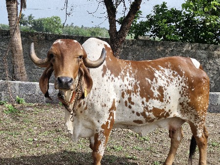 ગીર ગાય વેચવાની છે