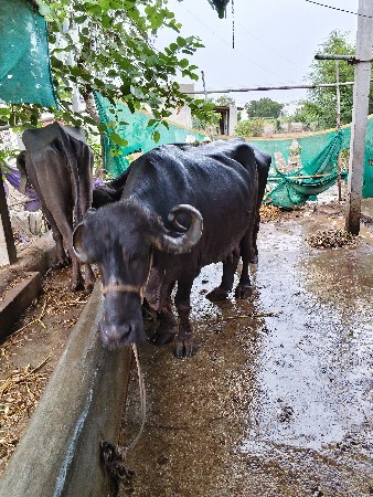 ભસો વેચવાની છે