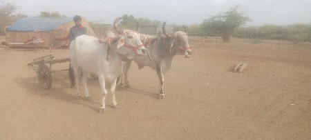 સલાયા