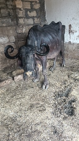 ભેંશ વેચવાની છે