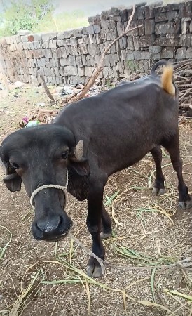 પાડી વેચવાની છે