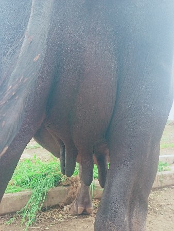 ભેંસ વેચવાનીછે