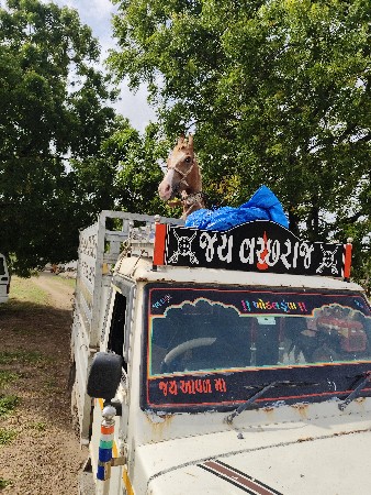 Ghodi vesvani se