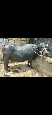 bhesh vechvani che