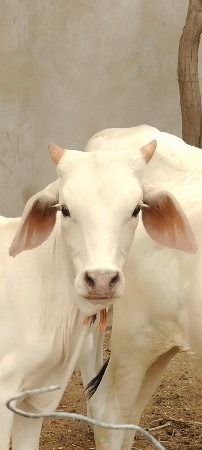 શ્વેત કપીલા
