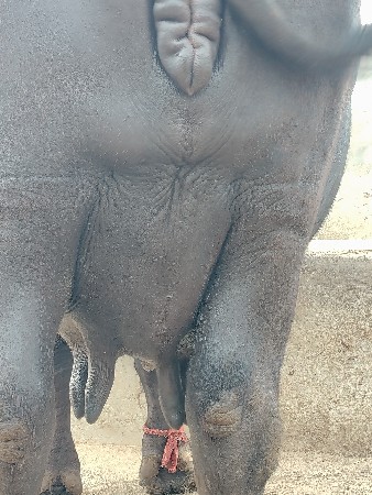 ભેંશ વેચવા ની છે