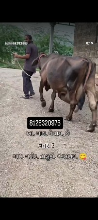 જરસી
