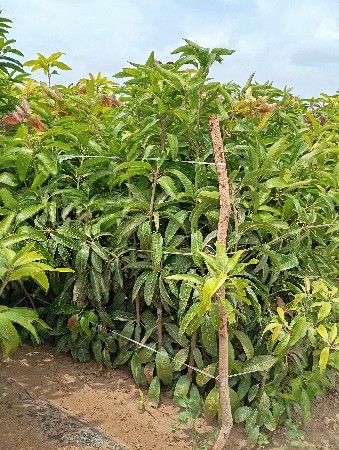 કેસર કલમ વેચવાની છે