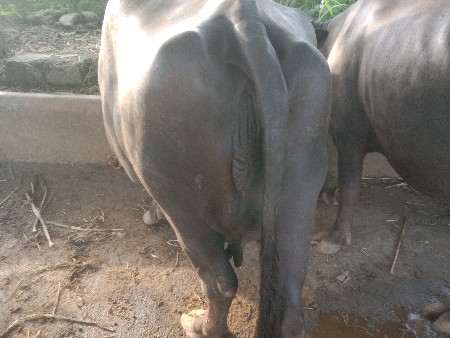 ભેંસ વેચવાની છે