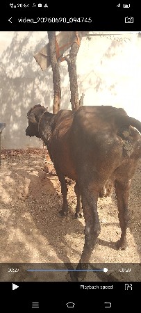 ગીર ક્રોસ ગાય