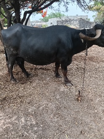 વેસવાનીછે
