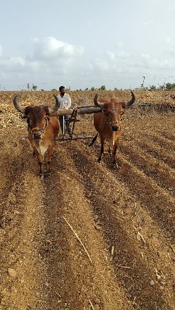 ગોધલાવેચવાનાછે સાટાકરવાનાછે