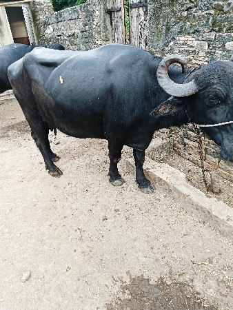 ભેંશ વેચવાનું છે