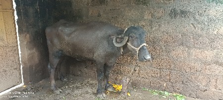 vesvani se