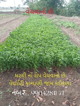 મરચીનો રોપ વેચવાનો છે