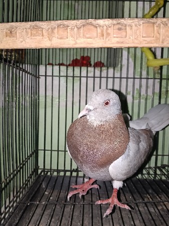 નર બદલવાનો છે લાલ આંખ મા છે