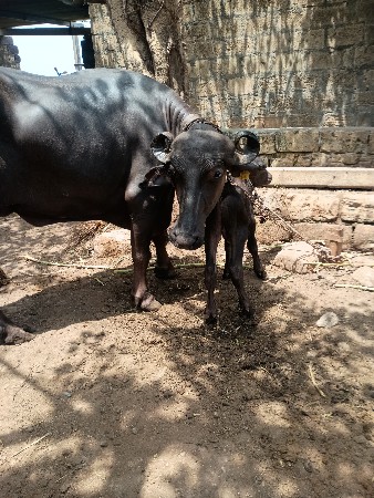 વેસવાનીછે ૧ વેતર  ૬ દાતે