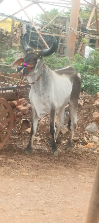 શિવ સાહેબ