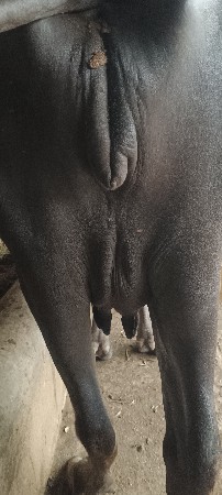 ભેંશ વેચવાની છે