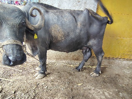 ભેંસ વેતર ૪
