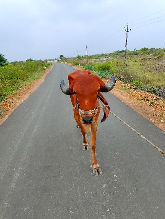 ગોઠલોવેસવો