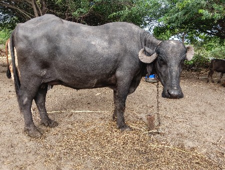 ભેંસ વેચવાની છે