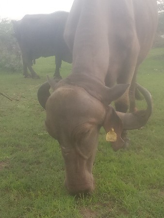 ભેંસ